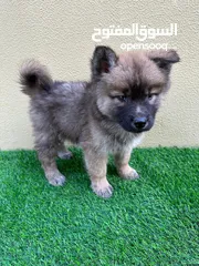  1 Chow chow mix with husky