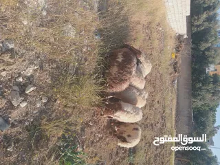  3 خرفان عدد 7 وعبوره   العمر 4