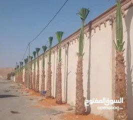  8 نخل واشنطني زينه