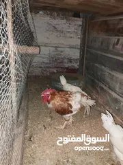  5 تسع دجاجات لمبرجيني اسود نخب عمرهم سنة تقريباً فتحوا عندي وببيضوا ومنهم وحده راقدة وجاجتين وديك لوهم