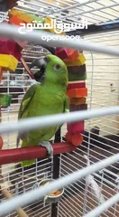  1 مطلوب مطلوب للشراء ببغاء يلوناب امزون