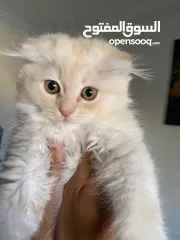  2 قط سكوتش شهرين