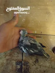  1 فرخ كوكتيل