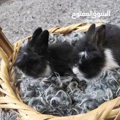  2 أرانب نوع تيدي بير وليون هيد