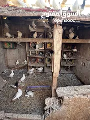  4 جواز بلونيات وجواز يهوديات