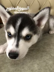  3 Female husky