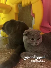  2 للتبني قطوتين نثيه وذكر