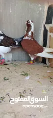  6 خمس فحول ضرب