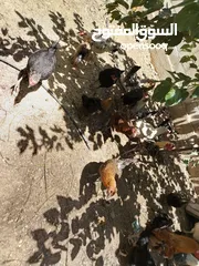  3 دجاج بلدي بياض
