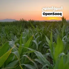  4 نِيغده – بور (Niğde – Bor)  من أجمل وأخصب المناطق الزراعية في تركيا  للبيع 10 ألف دونم ارض زراعية