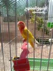  2 طيور مشكله شغاله للبيع اقرا الوصف