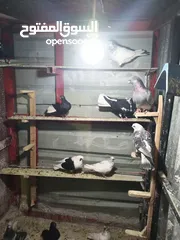  7 حمام بيع مستعجل للبيع