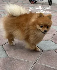  5 Pomeranian dog