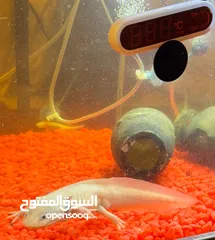  1 3 axolotals 2 baby one grown adult