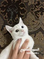  1 قطه مكس أنثى عمرها 3 اشهر ونص  للتبني