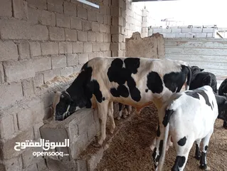  1 يتوفر لدينا عجول للبيع جنوبيات وفريزيات