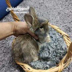  8 أرانب نوع تيدي بير وليون هيد