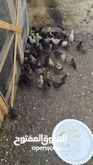  2 صوووص بلدي