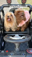  2 Teacup poodle & Yorkshire