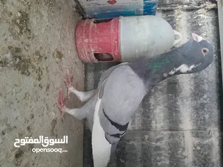  4 متاح  جواز  حمام الماني  كلو شغال جوز بلوني احمر تحته بيض وطيره مزهوراي حمره مع فرخها  وطيره مسوداي
