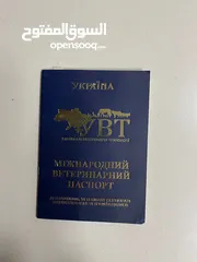 7 للبيع كلب جيرمن شيبرد مستورد من أوكرانيا