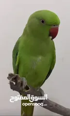  9 زوج ببغاء الدره أخضر ذَكَر و أُنثَ  Ringneck parrot one pair green color male and female