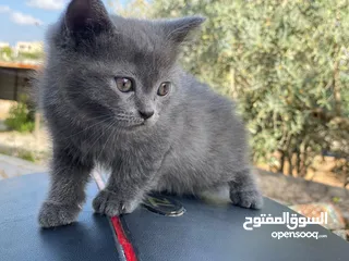  8 مكس الام بريتش الأب سكوتش