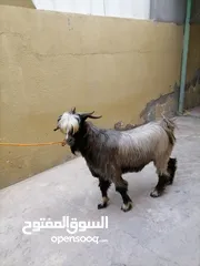  1 تيس وشاه للبيع