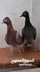  9 حمام شلبي نخب اول