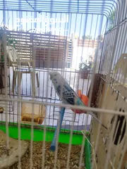  4 جوزين حب ماكنات انتاج بسعر حرق