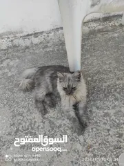  1 قط شيرازي لعوب متدرب لون جميل شعرطويل مناسب للعائلات والأطفال متدرب على الليتر بوكس ولأكل الرطب والج