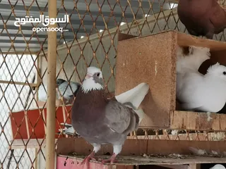  2 all typs of pigeons have.. Far sale