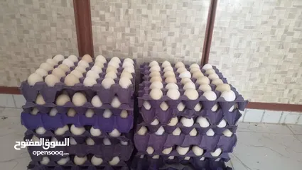  3 بيض عماني أصلي مخصب