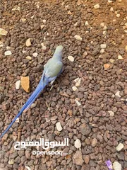  3 ببغاء دره لون مميز جدا تركواز بدايه طوق محجل اليف جدا جدا جدا