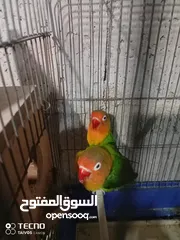  9 جواز كنار جوز دره اليفات كوكتيل اليف ذكور كنار جوز فيشر تحتو بيض