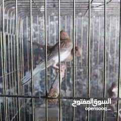  4 5 مخاليق أعمارهم 9 اشهر