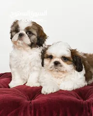  5 Top quality Shitzu puppies