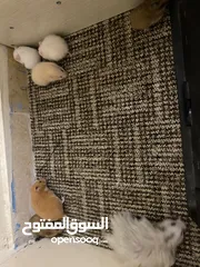  13 hamster هامستر للبيع عدد 7