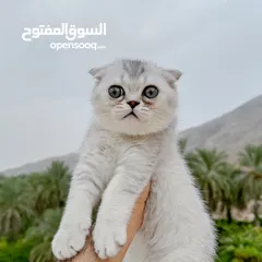  1 سكوتش فولد ذكر