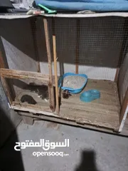  7 قفص مستعمل يدوي متر ونصف في 80 سم.................................................................