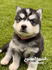  11 Top line husky puppies from Microchipped parents and Passport