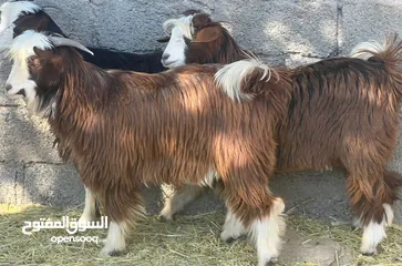  3 تيوس عمانيات محقوصات حوالي سنه  سمان  حلال نظيف لي يرغب يذخرهن للمناسبات او للذبح جاهزات