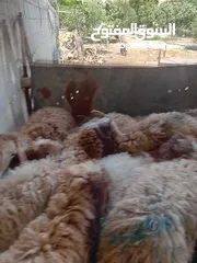  3 خرفان عدد 10 بلدي
