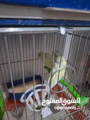  28 غرفة طيور حب هوغو وبردات انكليزي على هوغو للبيع بسعر حرق