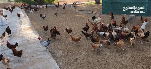  10 Gulf Cemani Chicken Farm