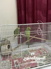  3 Australian Zebra finch and 2 Parrots  both come with separate cage