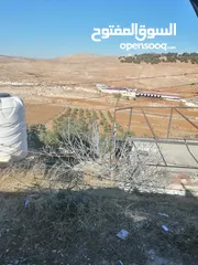  4 مزرعة زيتون