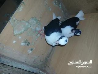  10 جواز شغاله