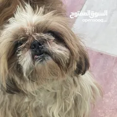  6 كلب ذكر شينزو قزم