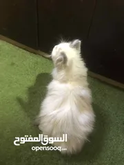  4 فط ذكر حلو شعر كتير طويل 200 شيكل فقط